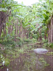芭蕉の巨木の間を美しい水が流れる
